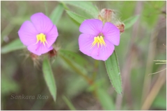 Osbeckia zeylanica